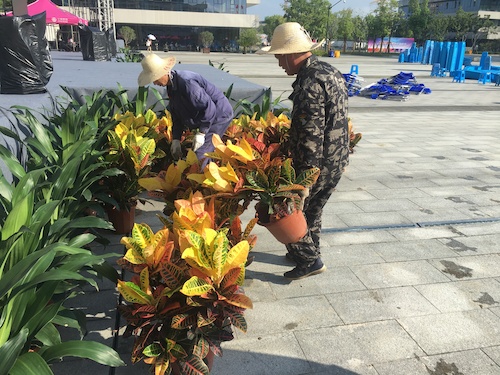1.第一盆用于迎新绿化布置的植物