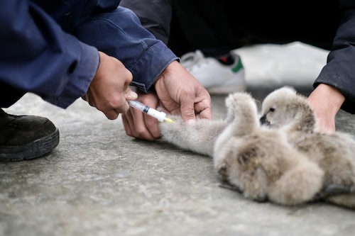 黑天鹅接种疫苗