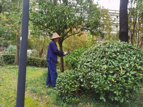 修剪4