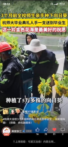 2025.6.17美丽浙江：杭师大向日葵