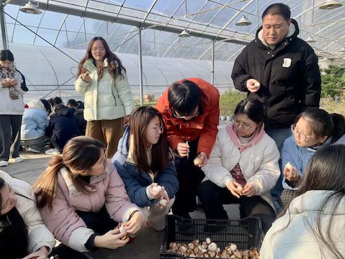 郁金香剥皮技术讲授